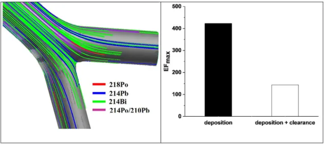 Fig. 6    Trajectories of  218 Po,  214 Pb and  214 Po inside a central airway bifurcation (left) and maximum enhancement factors assuming deposition  alone or deposition and clearance