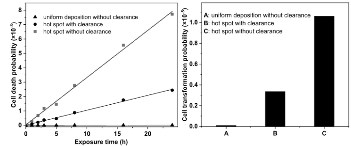 Fig. 7    Cell death probability for  different exposure times  assum-ing uniform deposition without  clearance, in the deposition hot  spot neglecting clearance, and  in the hot spot accounting for  the effect of clearance (left); 