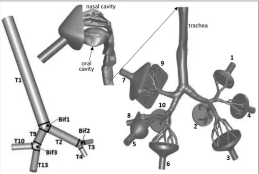 Fig. 3. Segmentation of the realistic airway geometry. The upper airways are enlarged (2  � ) and rotated 90 � clockwise