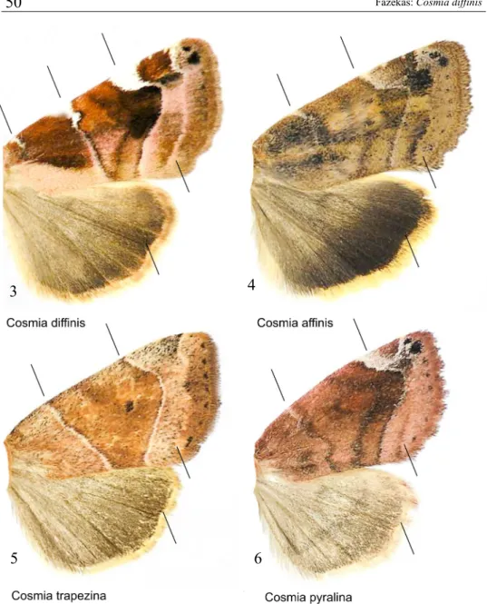 Figs  3–6.   Diagnostic characters (indicated) of Hungarian Cosmia species: (3) Cosmia  diffinis, (4) C