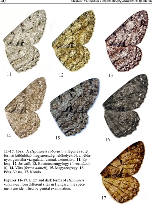 11–17. ábra.  A Hypomecis roboraria világos és sötét  formái különböző magyarországi lelőhelyekről; a  példá-nyok genitália vizsgálattal vannak azonosítva; 11