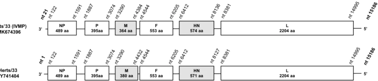 Fig. 1    Schematic representation and comparison of the Herts’33  (IVMP) and Herts/33 genomes