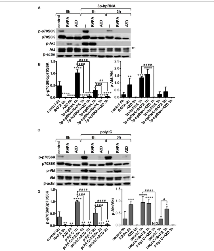 FIGURE 5 | RLR stimulation increases mTORC1 and mTORC2 activity in GEN2.2 cells that can be effectively inhibited by rapamycin and AZD8055 pre-conditioning.