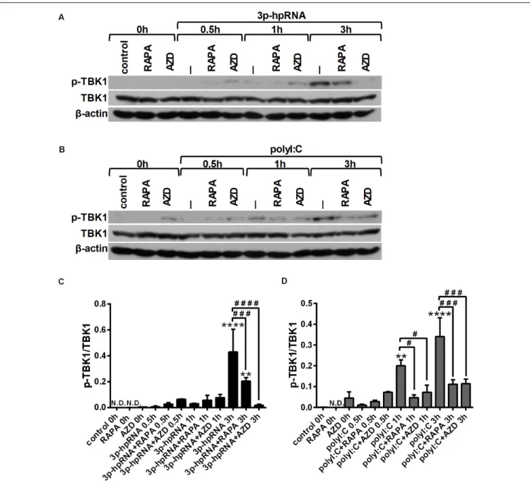 FIGURE 7 | RLR stimulation increases the phosphorylation of TBK1 that is reduced by rapamycin and AZD8055 pre-treatment in GEN2.2 cells