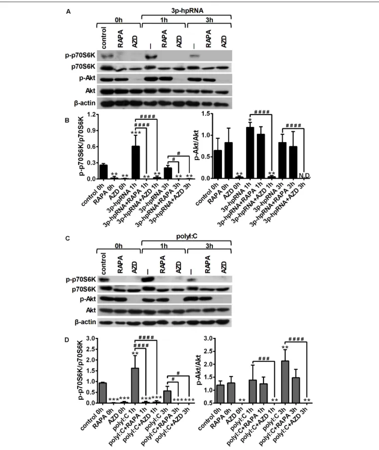 FIGURE 1 | RLR stimulation increases mTORC1 and mTORC2 activity in moDCs that is effectively inhibited by rapamycin and AZD8055 pre-treatment