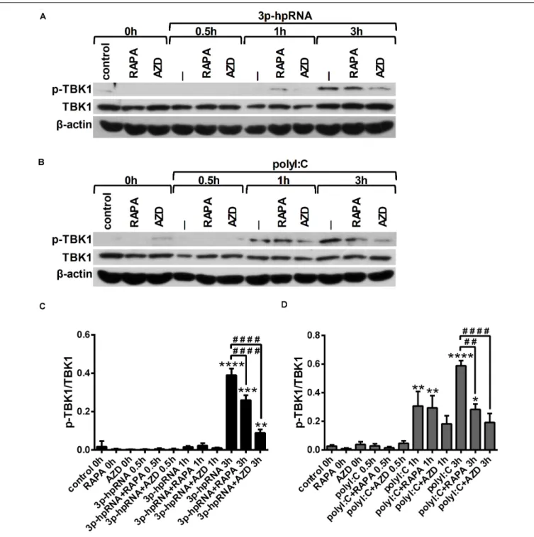 FIGURE 4 | RLR stimulation enhances TBK1 activity in moDCs that is decreased by rapamycin and AZD8055 pre-treatment