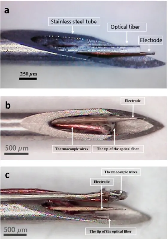 Figure 2. Custom-made optrode: an optical fiber attached to a tungsten microwire electrode placed in a  stainless steel cannula