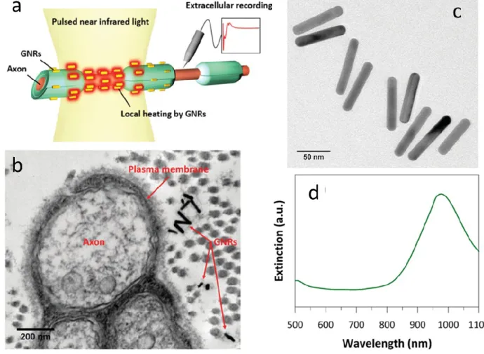 Figure 7. Concept of optical neural stimulation using localized heating of gold nanorods