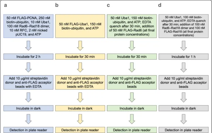 Fig. 4 Flowchart of optimized conditions for each Alpha assay. Stepwise procedures are shown for: a PCNA ubiquitination, b Uba1~ubiquitin thioester formation, c Rad6~ubiquitin thioester formation, d Rad18 autoubiquitination