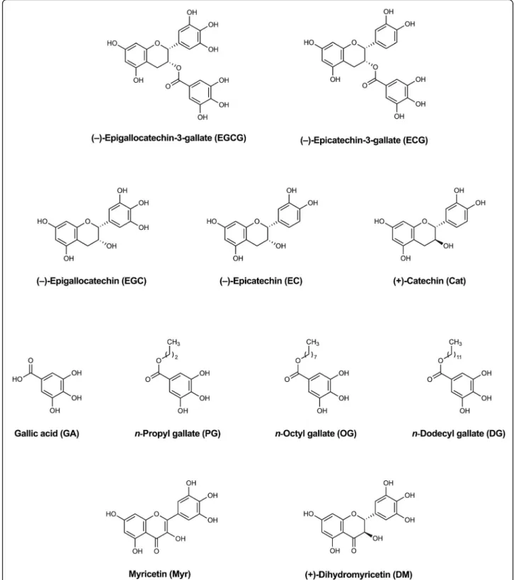 Fig. 5 Structures of Uba1 inhibitors and their analogs examined in the Alpha assays. The compounds, some of which inhibit Uba1 and ubiquitination, as we previously reported [19], were: ( − )-epigallocatechin-3-gallate (EGCG), ( − )-epicatechin-3-gallate (E