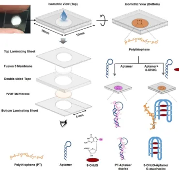 Figure 10. A luminescent paper-based device for the visual detection of o 8 dGuo. Reprinted with  permission from Reference [39]