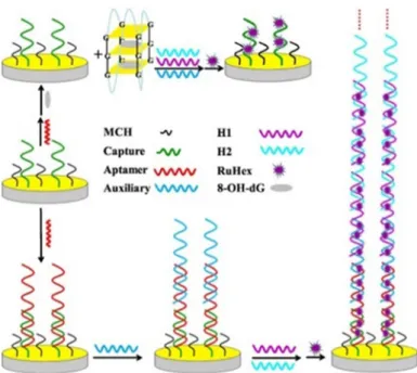 Figure 6. An aptamer-based electrochemical biosensor with hybridization chain reaction (HCR) signal  amplification for the detection of o 8 dGuo