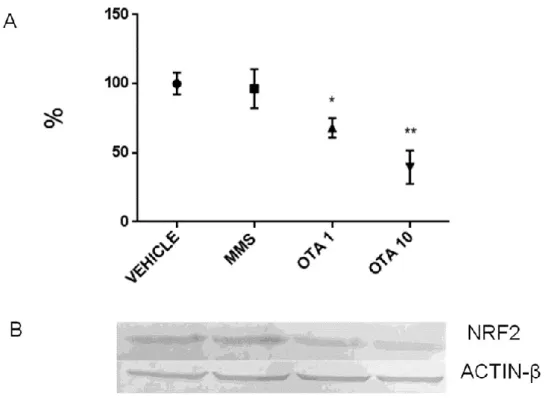Figure 9. Effect of single oral dose (24 h) OTA expositions on the NRF2 protein expression levels in  the  kidney