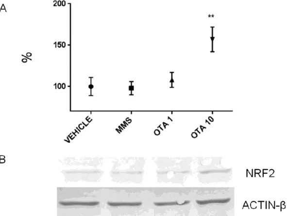 Figure 10. Effect of repeated daily oral dose (72 h) OTA expositions on the expression of NRF2 protein  in  the  kidney