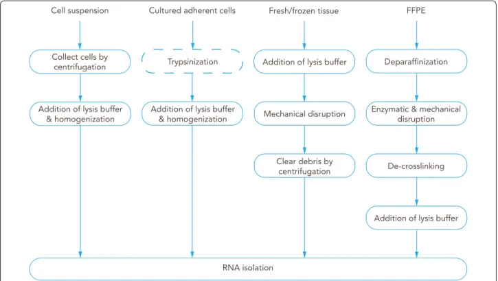 Fig. 7  Overview of commonly used RNA isolation protocols. Preparation of BBB‑derived samples according to the type of sample