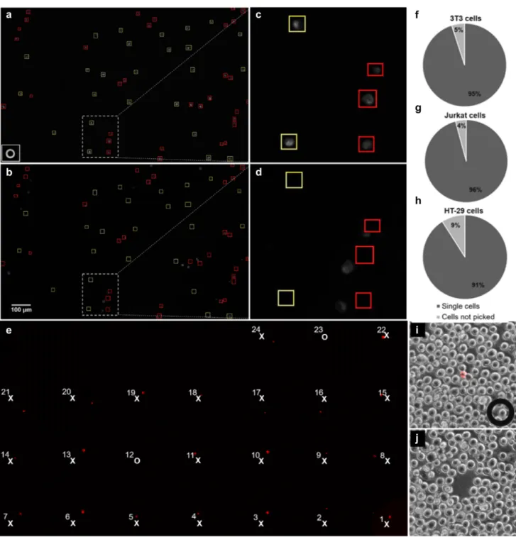 Fig. 3    Single-cell isolation. Mouse fibroblasts before (a) and after  (b) single-cell isolation