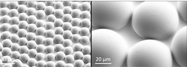 Fig 3. SEM images of the commercial microlens array foils. We remind the reader that this is the artificial microlens array (MLA) foil that was included in the measurements of reflection-polarization characteristics of the planar and rose petal textured (P