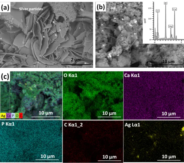 Figure 1 shows the morphology and surface characteristics of silver-doped calcium phosphate coating