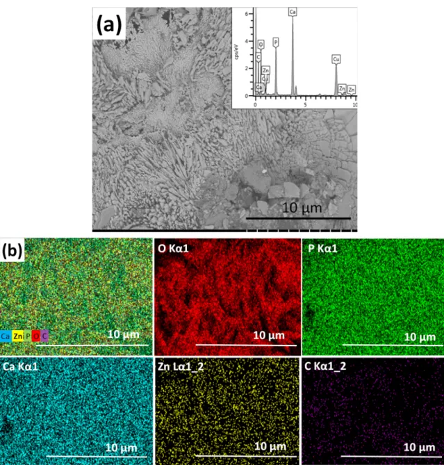 Figure 2. SEM image of zinc-containing CP coating. (a) Magnification: 5.0 k, working voltage: 2.0 kV,  working distance: 4.1 mm, and the corresponding map sum EDX spectrum (inset) and (b) elemental  mapping of zinc-containing CP coating