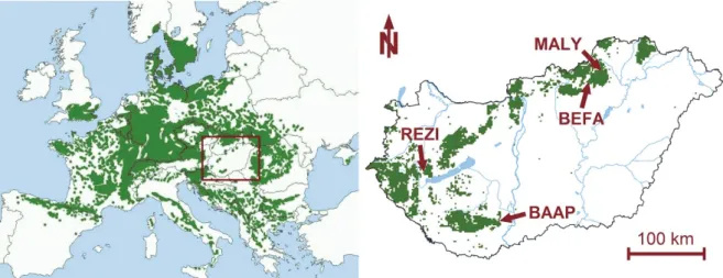 Fig. 1. Location of study sites within the range of distribution of beech (Fagus sylvatica L.)  in Europe (left) and Hungary (right)