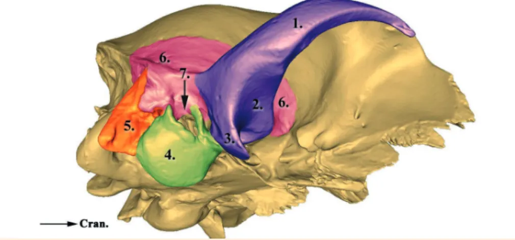 1. ÁBRA. A kutya agykoponyájának részlete, jobb oldalról, 3D rekonstrukciós modell,  caudoventralis nézet