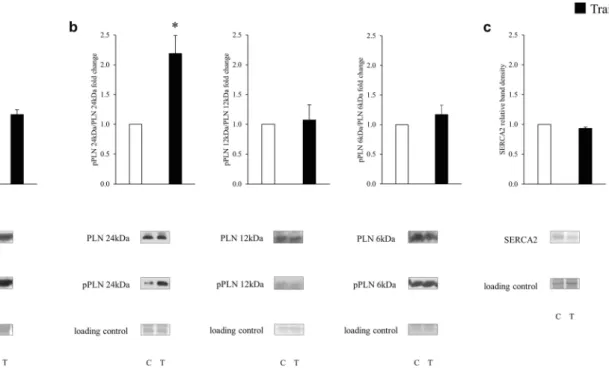 Figure 9.  The effect of training on the SERCA phosphorylation pathway. The pan and phosphorylated PKA C  (a), PLN (b) and the SERCA2 (c) protein expression.