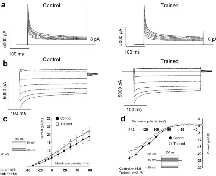 Figure 7.  Investigation of the main repolarizing potassium currents on isolated cells