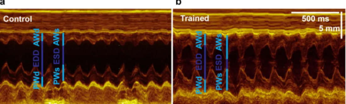 Figure 1.  Representative left ventricular (LV) M-mode recordings from one control and one trained animal