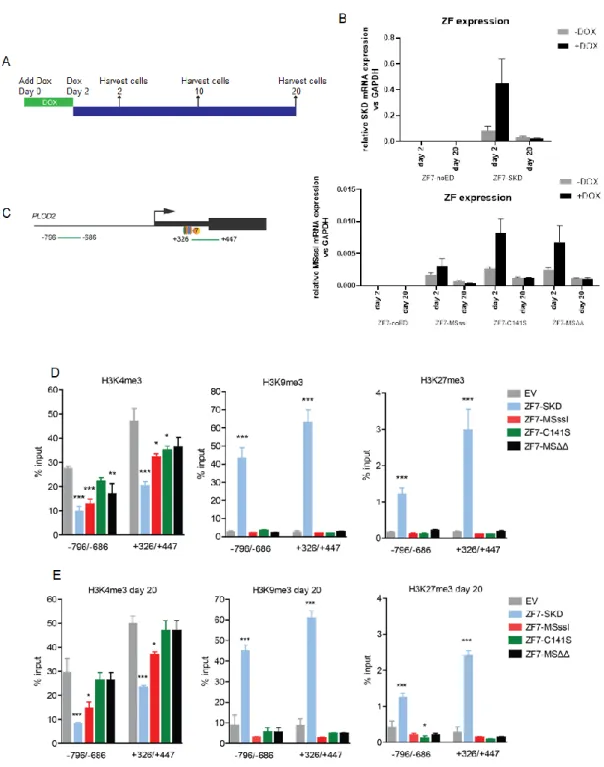 Figure 5. Targeting SKD, but not M.SssI, introduces repressive histone modifications in  transgenic  MDA-MB-231 cells
