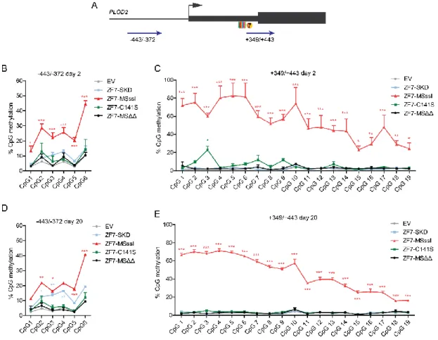 Figure 6. Targeting M.SssI induces strong and long-range DNA methylation in transgenic MDA-MB- MDA-MB-231 cells