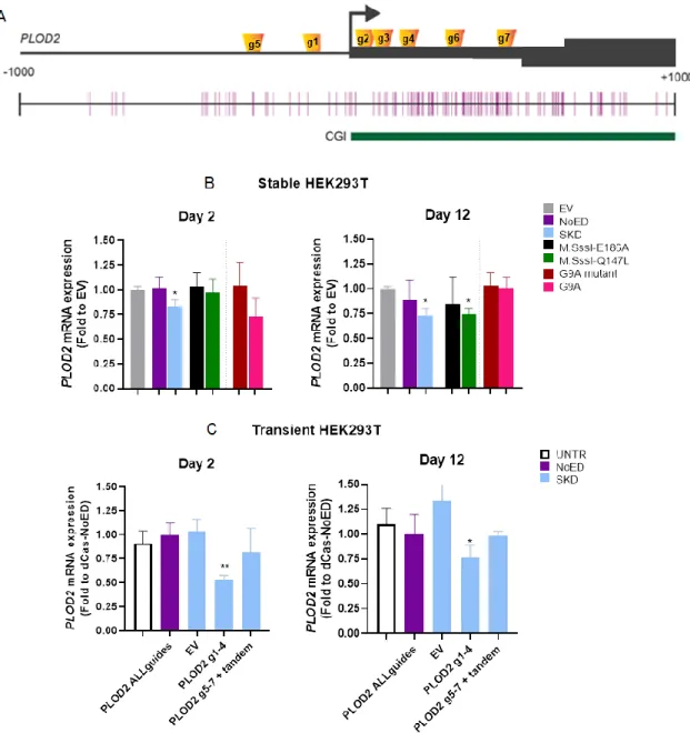 Figure 8. Sustained repression of PLOD2 by SKD targeted to the PLOD2 promoter by CRISPR-dCas9  in  HEK293T  cells