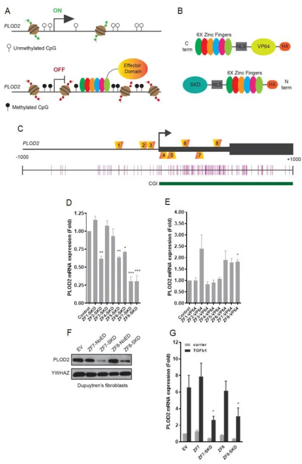 Figure 1. Screening of engineered transcriptional activators and repressors to target PLOD2