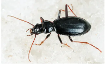 Fig. 3. Nebria germari Heer, 1837 walking on the Presena glacier (Presanella Group, Central- Central-eastern Italian Alps; photo by F.Pupin/archive MUSE)