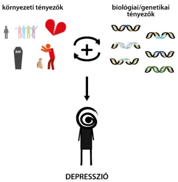 4. ábra. A környezeti hatások és a biológiai/genetikai tényezők  együttesen alakítják ki a depressziót
