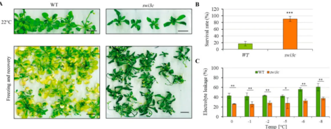 Figure 4. The swi3c Mutant Exhibits Enhanced Freezing Tolerance. (A) swi3c plants are more tolerant to freezing than wild type control