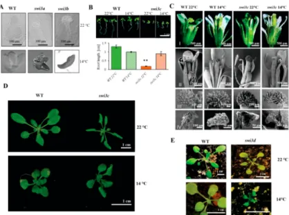 Figure 1. Phenotypic Characterization of Arabidopsis swi3 Mutants Grown at 14 ◦ C. (A) Nomarski image of WT, swi3a and swi3b embryos at 22 ◦ C (upper panel) and at 14 ◦ C (lower panel)