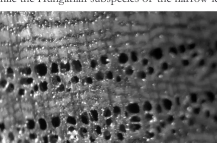 Figure 5. Image of  the tissue of one of  the ash beams (at a magnification of 20).  
