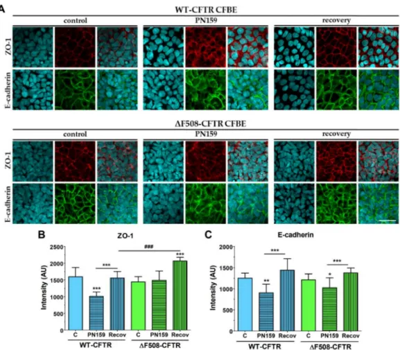 Figure 7. Immunostaining for junctional proteins ZO-1 and E-cadherin CFBE cells without or after a 30-min PN159 peptide treatment, and following a 24-h recovery period (A)