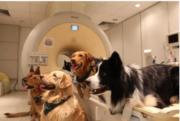 Figure 1. Participants of the Senior Family Project, fMRI trained dogs. 