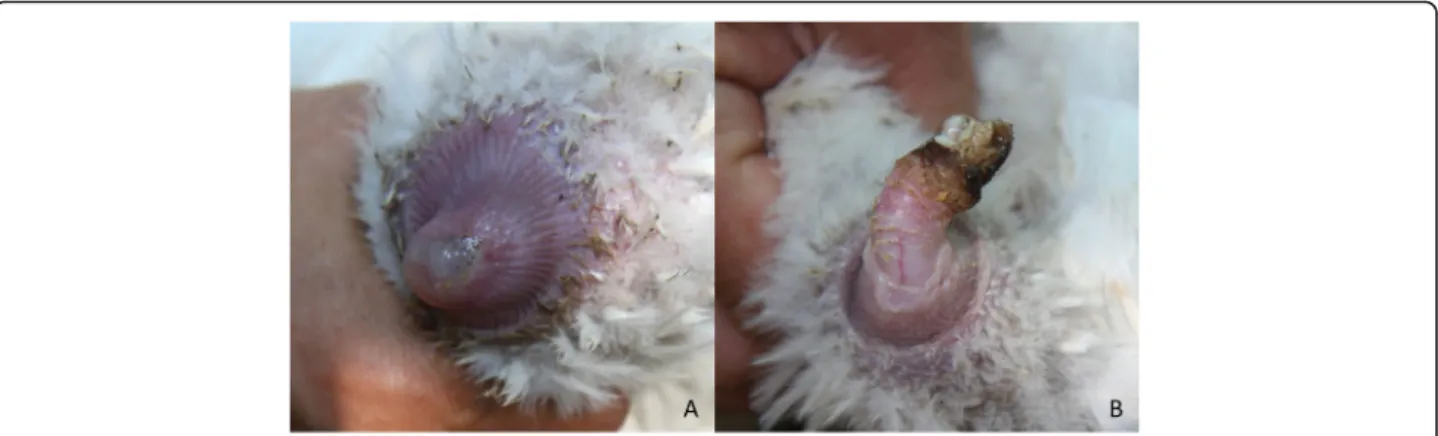 Fig. 1 Purulent cloaca (a) and necrotic phallus (b) inflammation in swan goose