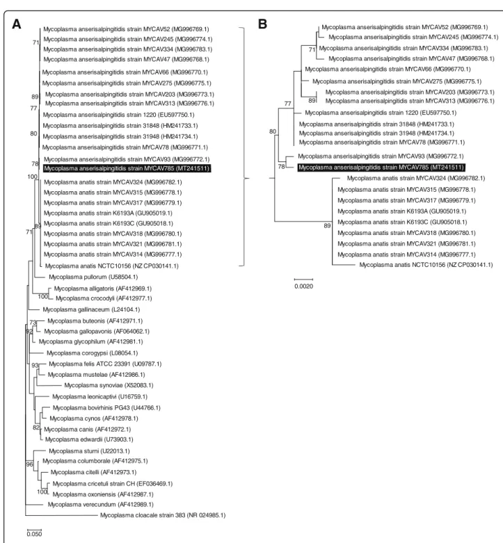 Fig. 3 Phylogenetic analysis of the M. anserisalpingitidis strain from China within the Synoviae cluster