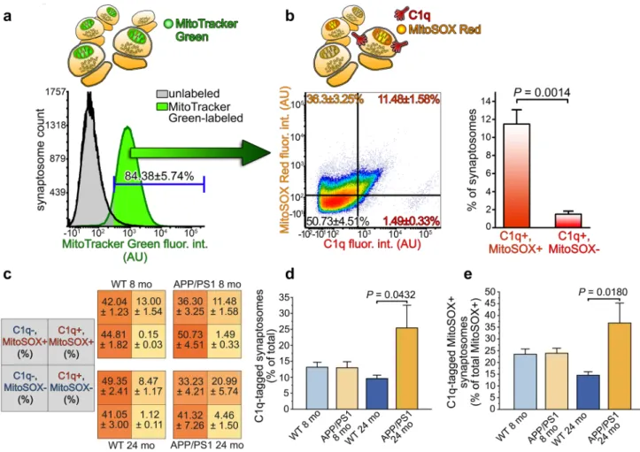 Fig. 3    C1q-tagged synaptosomes of APP/PS1 mice are characterized  by elevated mitochondrial superoxide levels