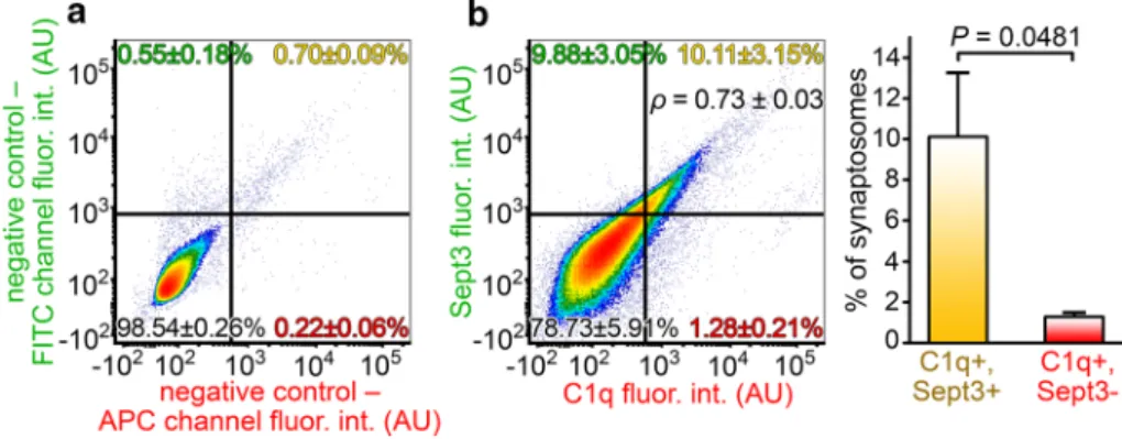 Fig. 5b). These latter data propose that overproduced C1q  preferentially accumulates in regions with high Sept3 content  even on other neuronal cell compartments besides the  syn-apse (e.g., axons or cell soma)