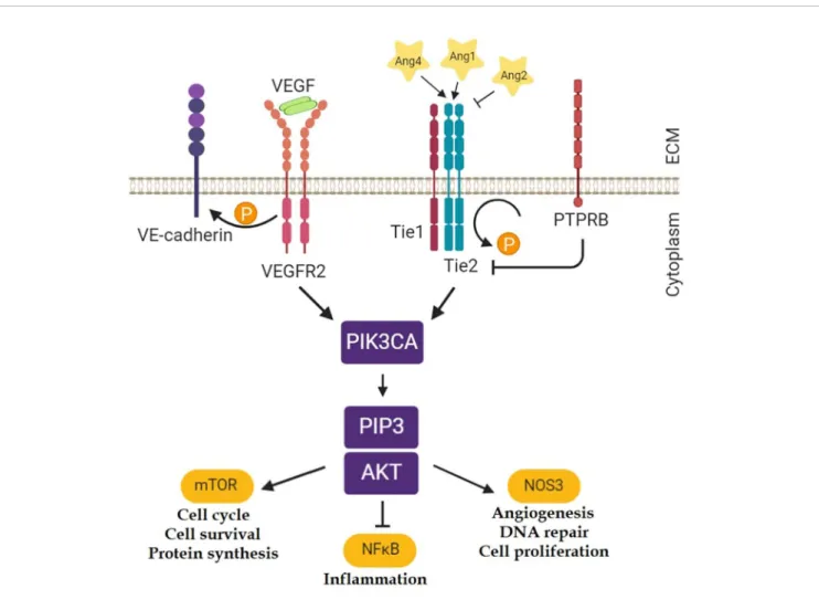 FIGURE 1 | Tie2 related pathways (Karar and Maity, 2011). Ten genes were selected from these pathways for the gene expression analyses in the mouse model of asthma: Angpt1; Angpt2; Angpt4; Tek; Nfkb1; Kdr (gene for Vegfr2); Pik3ca; Akt1; Nos3; Ptprb