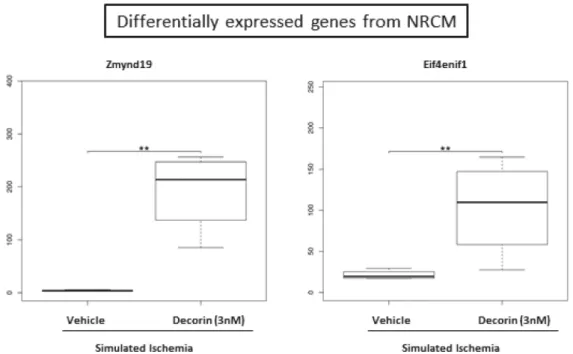 Figure 6. Significantly differentially expressed mRNAs in the decorin-treated NRCM samples compared to the vehicle treated group