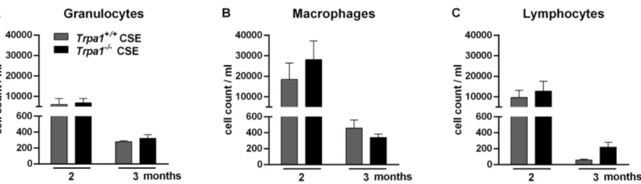 Figure 9. Number of inflammatory cells in the bronchoalveolar lavage fluid (BALF) after 2–3 months  of CSE in Trpa1 +/+  and Trpa1 −/−  mice