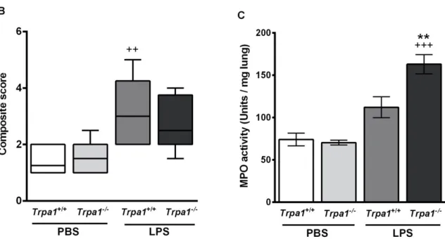 Figure 4. Semiquantitative histopathological evaluation and determination of the myeloperoxidase  (MPO) activity of the lung 24 h after LPS inhalation