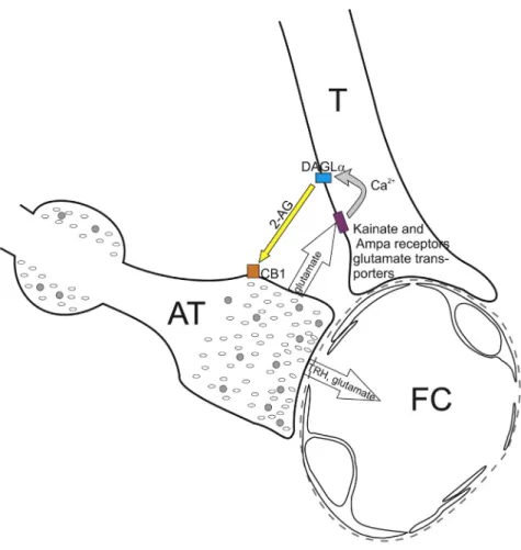 Figure 6. Schematic Illustration of the Neuro-glial Microcircuit in the External Zone of the ME