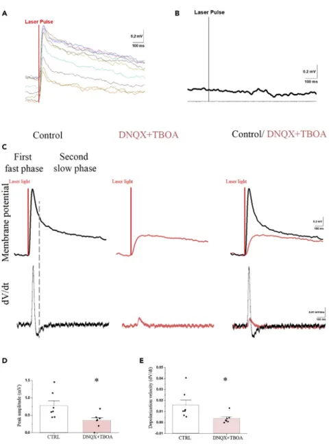 Figure 4. The Optogenetic Activation of TRH Axons in the ME Induces Depolarization of b2-Tanyctes Which Effect Is Partially Mediated by Glutamate
