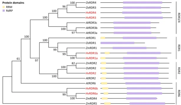 Figure 4. Phylogenetic relationship and conserved domains of A. thaliana, O. sativa, Z mays and H